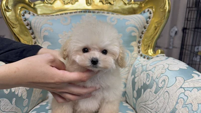 お問合せネーム・525ちゃんの写真 4