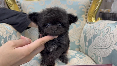 お問合せネーム・980くんの写真 4