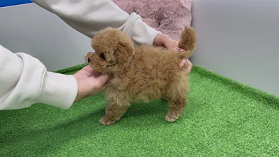 お問合せネーム・587ちゃんの写真 6