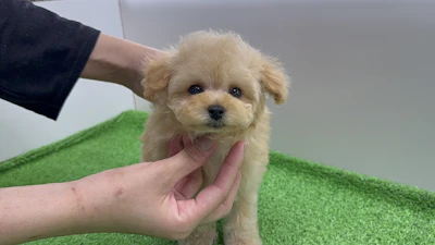 お問合せネーム・963くん