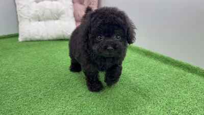 お問合せネーム・219ちゃん