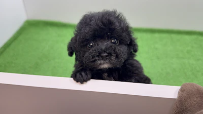 お問合せネーム・207ちゃん