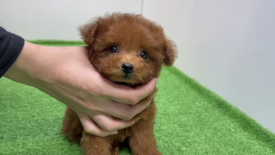 お問合せネーム・522ちゃん