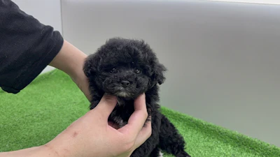 お問合せネーム・207ちゃんの写真 6