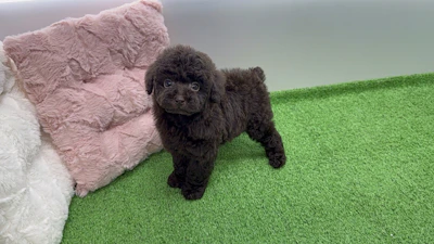 お問合せネーム・660ちゃんの写真 4