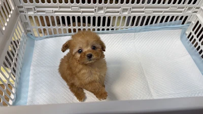 お問合せネーム・192ちゃん