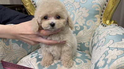 お問合せネーム・622ちゃんの写真 3