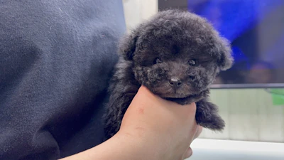 お問合せネーム・539くんの写真 2