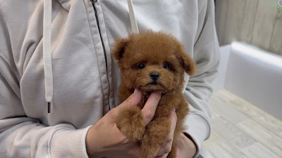 お問合せネーム・979ちゃんの写真 2