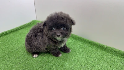 お問合せネーム・601ちゃんの写真 3