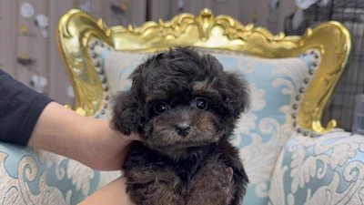 お問合せネーム・282ちゃんの写真 4