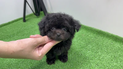 お問合せネーム・979くんの写真 2