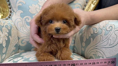 お問合せネーム・522ちゃんの写真 2