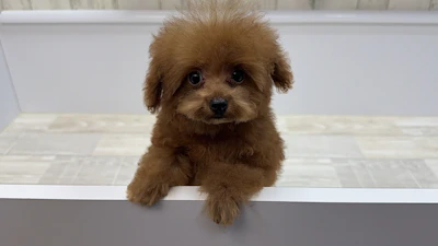 お問合わせネーム・239くんの写真 2