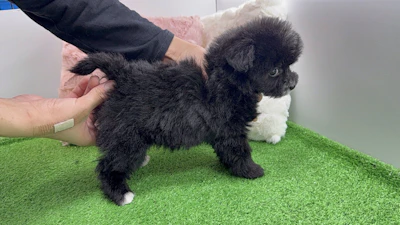 お問合せネーム・601ちゃんの写真 7