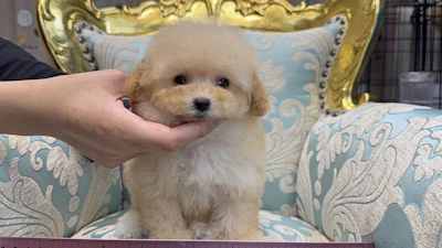 お問合せネーム・459ちゃんの写真 3