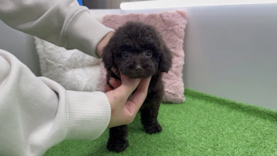 お問合せネーム・660ちゃんの写真 3