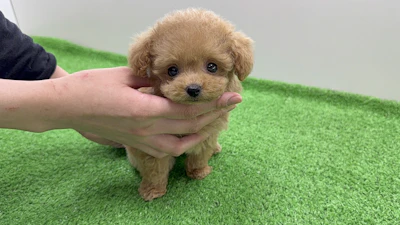 お問合せネーム993くん