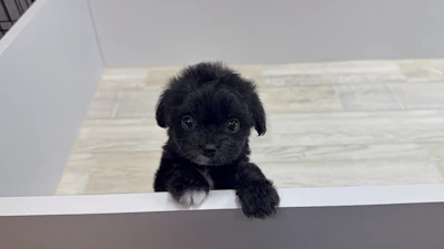 お問合せネーム・413ちゃんの写真 10