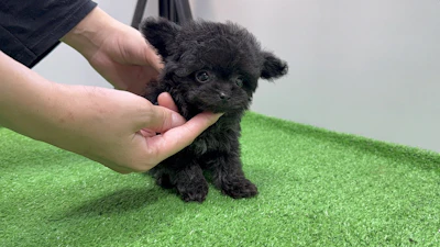 お問合せネーム・980くんの写真 7