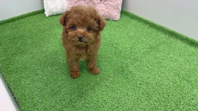 お問合せネーム・888ちゃんの写真 4