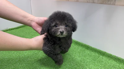 お問合せネーム・739ちゃんの写真 2