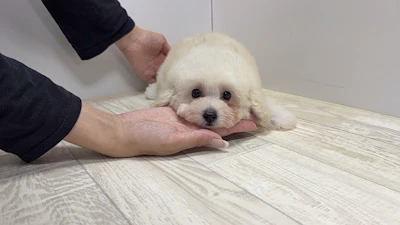お問合せネーム・810くん
