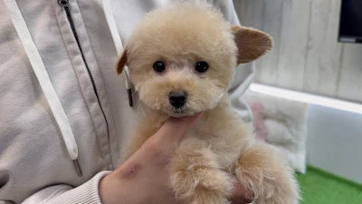 タイニーサイズプードルの写真 2