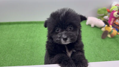 お問合せネーム・601ちゃんの写真 2