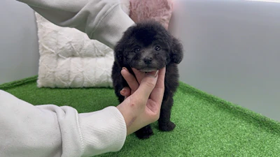 お問合せネーム・179ちゃんの写真 5