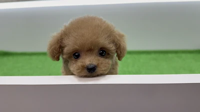 お問合せネーム993くんの写真 5