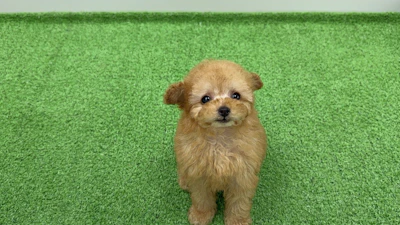 お問合わせネーム・484ちゃん