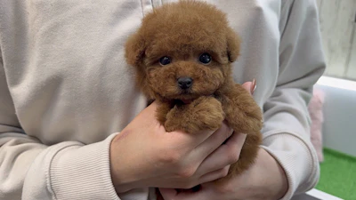 お問合せネーム・384ちゃん