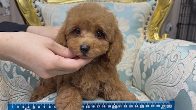 お問合せネーム・638くんの写真 2