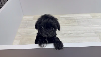 お問合せネーム・413ちゃんの写真 9