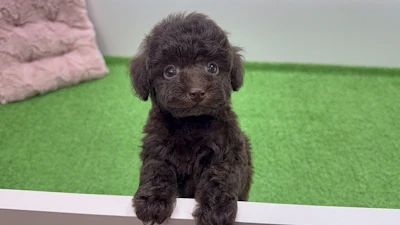 お問合せネーム・308くんの写真 3