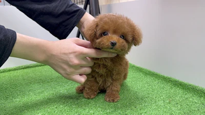 お問合せネーム・298ちゃんの写真 4