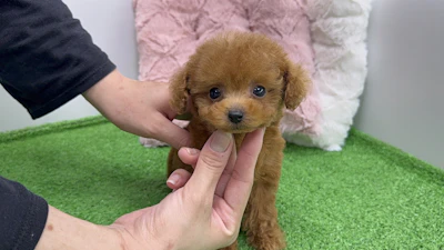 お問合せネーム・724くん