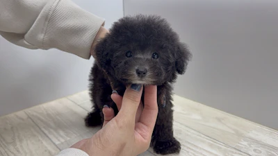 お問合せネーム・972ちゃん
