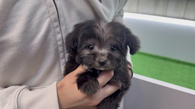 お問合せネーム・800ちゃんの写真 6