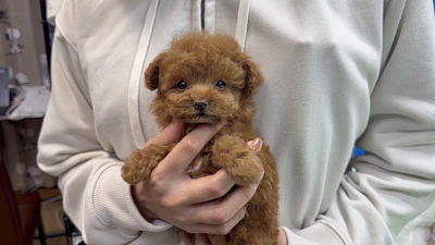 お問合せネーム・888ちゃん