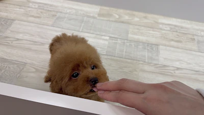 お問合せネーム・384ちゃんの写真 6