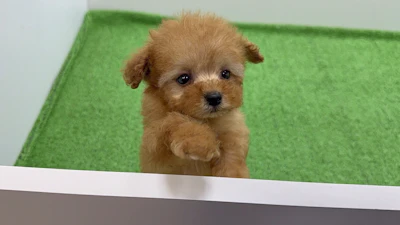 お問合せネーム・192ちゃんの写真 7