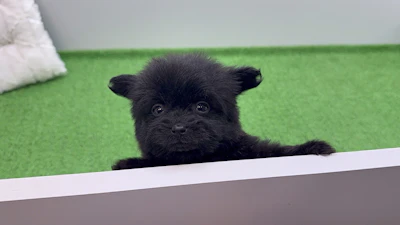 お問合せネーム・131ちゃんの写真 4