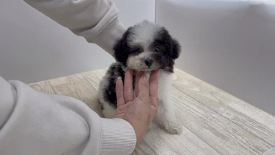 お問合せネーム・683ちゃんの写真 3