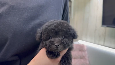 お問合せネーム・539くん