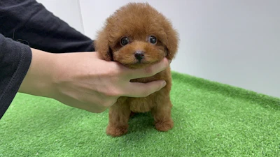 お問合せネーム207ちゃん