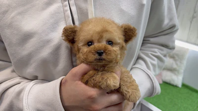 お問合せネーム・338くんの写真 4