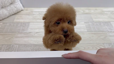 お問合せネーム・384ちゃんの写真 3