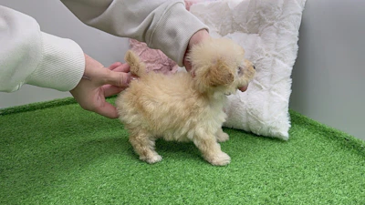 お問合せネーム・836ちゃんの写真 4